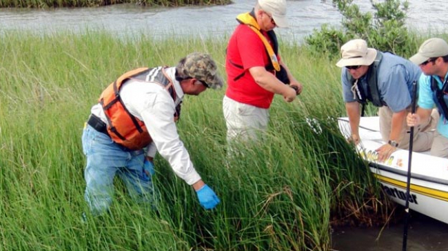 Standing on an oiled marsh island, BP consultants Bob Nalon (left) and Charlie Johnson discuss field observations with NOAA's Natural Resources Damage Assessment team lead Rich Takacs (on boat, left). Chris Grant (on boat, right), a consultant representing the State of Louisiana, uses a pole to check for oil in the marsh island's sediment.