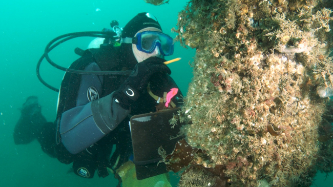 Diver in Kachemak Bay.