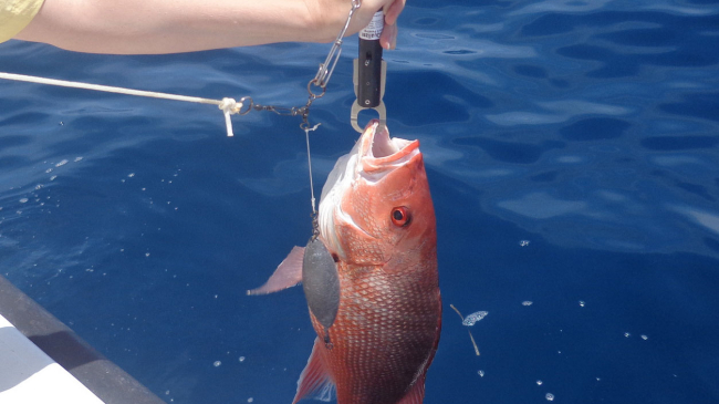 A red snapper is released by Sea Grant researchers during a trip to test descending devices.