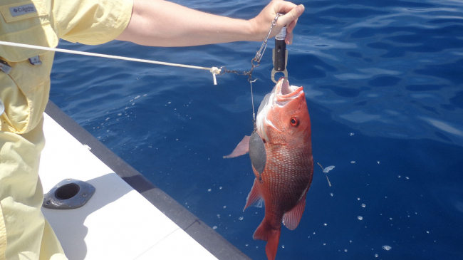 A red snapper is released by Sea Grant researchers during a trip to test descending devices.