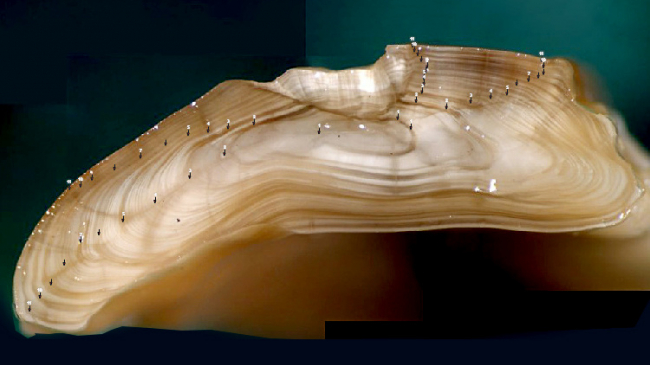 Fish otolith. 