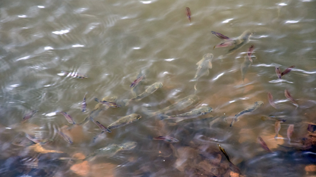 These hatchery-born mullets may help Hawaiian fishponds managers better raise their own fish recruited from the wild.