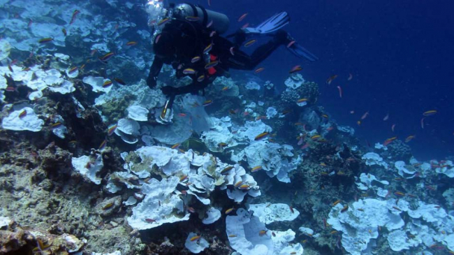 Seascape of bleached plating Montipora corals on Jarvis' forereef.