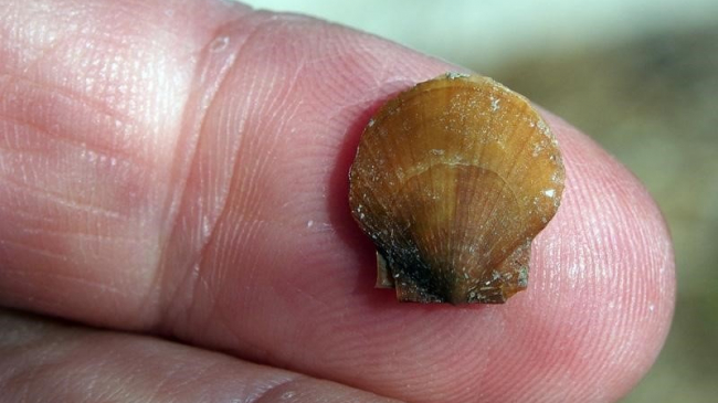 Juvenile sea scallop. 
