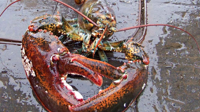 Maine lobster