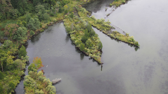 Mallows Bay contains more than 100 known and possible shipwrecks.