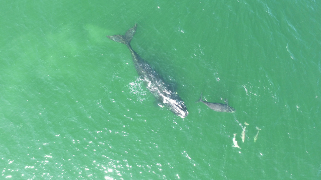 A North Atlantic right whale and calf.