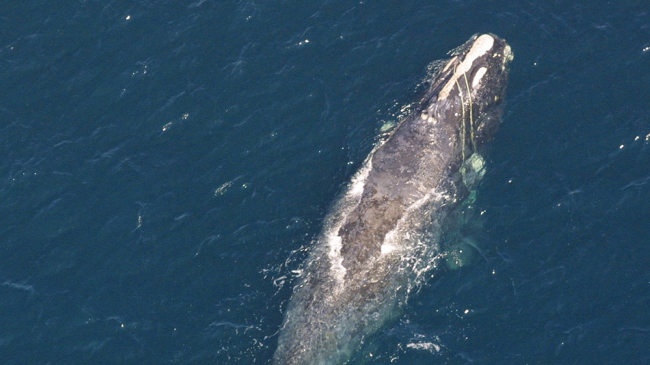 North Atlantic right whale entangled in line.
