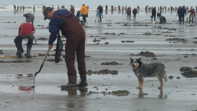 Clam diggers along the Washington state coast.