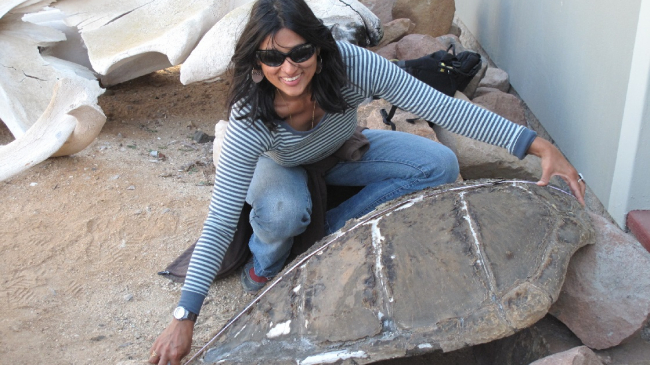 NOAA Fisheries scientist Manjula Tiwari measures a sea turtle carapace. 