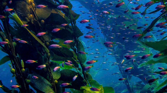 The kelp forest in California serves as a nursery for many species of fish, including these juvenile blacksmiths.