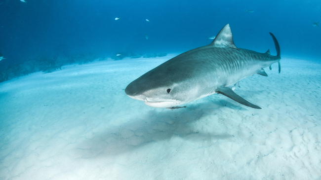 Tiger shark.