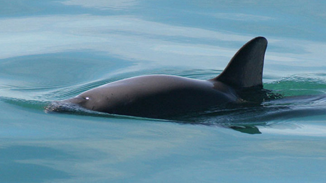 Vaquita