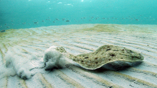 Yellowtail flounder (Limanda ferruginea). 
