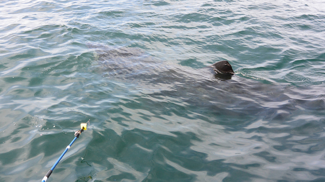 The NOAA team prepares to tag a basking shark near Channel Islands National Marine Sanctuary. 