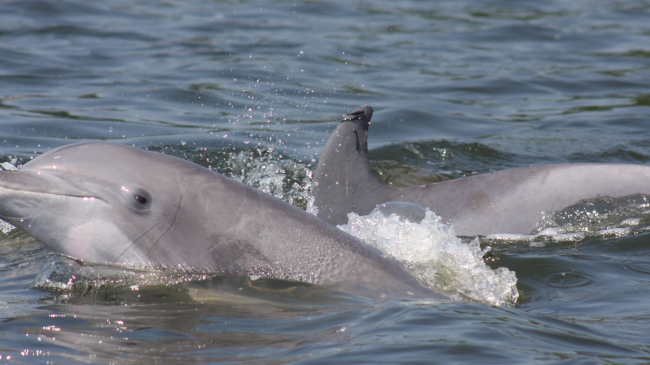 Nations exporting fish and fish products to the United States will have to meet fishing standards that protect marine mammals, like bottlenose dolphins, equal to those in the U.S.