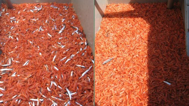 When LED lights were placed on West Coast shrimp trawls, bycatch of protected eulachon (smelt) was reduced by 91 percent.