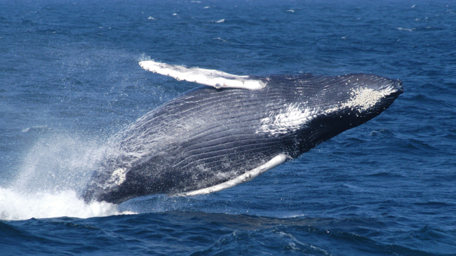 A humpback whale breaches in Stellwagen Bank National Marine Sanctuary. 