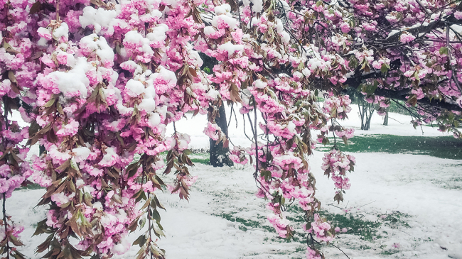 Snow covered flowers.