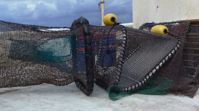 Bycatch reduction device. 