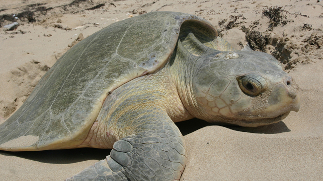 A nesting Kemp's ridley turtle.