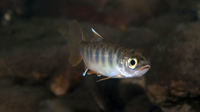 Young coho salmon