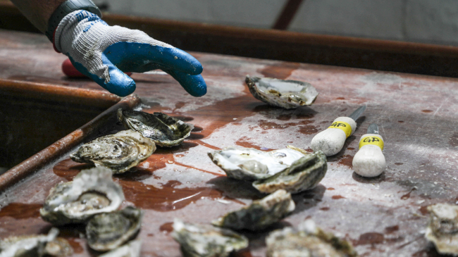 Oysters are studied by Virginia Sea Grant.