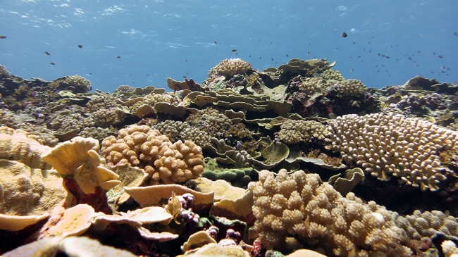 Healthy coral found in the waters of American Samoa.