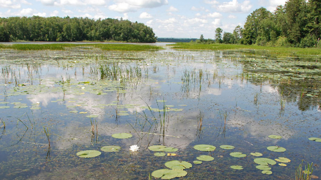 The Pokegama Bay section of the new Lake Superior National Estuarine Research Reserve contains one of the largest municipal forests in the United States. Its 6,723 acres contain extensive forested wetlands, uplands, clay flats and submerged lands in the city of Superior, Wisconsin.