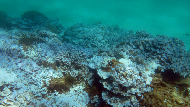 Extensive stand of severely bleached coral at Lisianski Island in Papahanaumokuakea Marine National Monument (Hawaii) documented during an August 2014 NOAA research mission. 