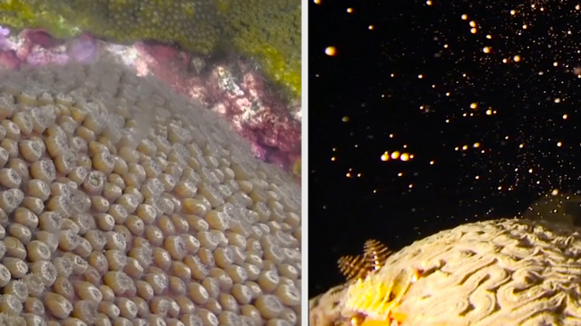 This is what it looks like when corals spawn.