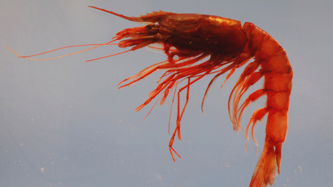 A Gulf of Mexico shrimp. 
