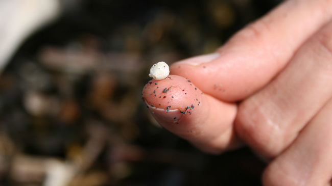 Microplastic particle on finger.