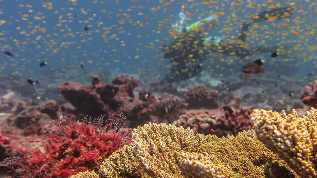 While at Jarvis in 2017, researchers surveyed these coral reef communities and assessed the recovery potential from the thermal stress that caused the coral to bleach.
