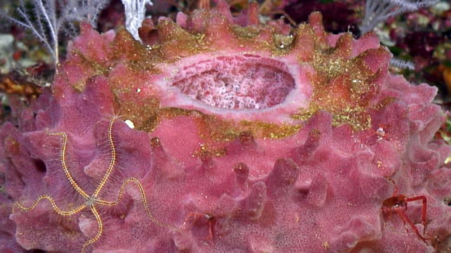 A giant barrel sponge on Pulley Ridge provides habitat for many creatures, including a squat lobster (right) and a brittle star (left). 