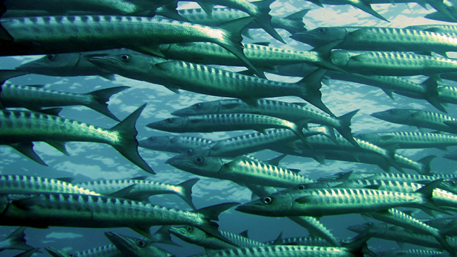 A school of barracuda. 