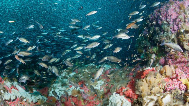 Cordell Bank National Marine Sanctuary.