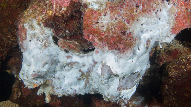 A white mat of unknown material coats a dying sponge at the East Flower Garden Bank during a large-scale mortality event. Image: FGBNMS/G.P. Schmahl

