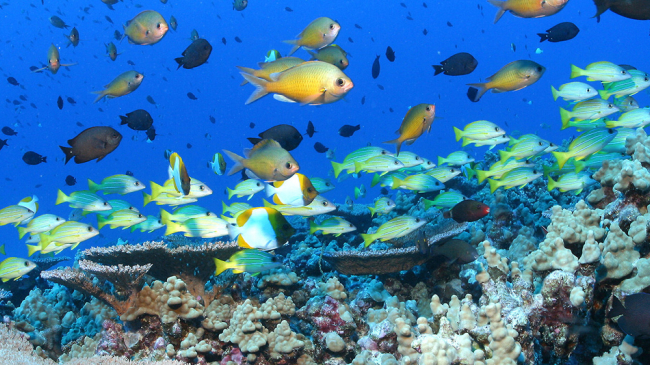 National marine sanctuaries and marine national monuments are places for great diversity of ocean life and this image doesn’t disappoint. Here Bluestripe snapper, Ta’ape, Threespot damselfish, and Oval Chromis damselfish are seen swimming around Lobe coral, Pohaku puna, and Table coral at French Frigate Shoals in the Papahānaumokuākea Marine National Monument.
