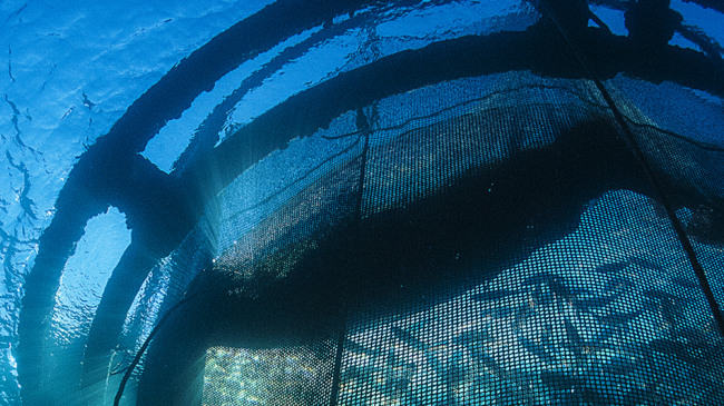 Royal Bream raises in a floating net in Marseille, France. This represents one type of farming technology that could work in the Gulf.