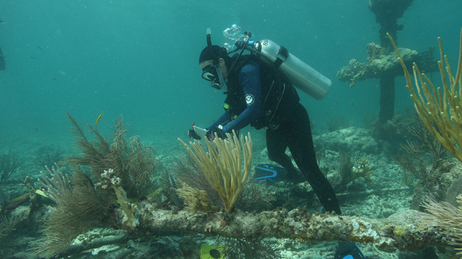 A beacon post at Turtle Reef provides structure that attracts fish.