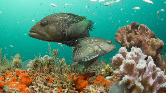 Black sea bass in Grays Reef National Marine Sanctuary.