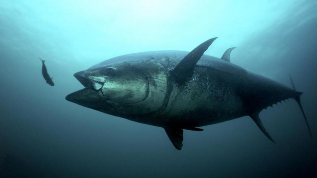 Bluefin tuna.