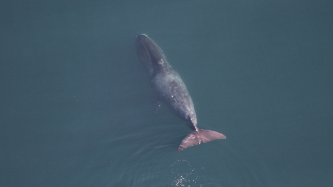 Bowhead Whale.