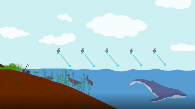 The ocean is a carbon sink.