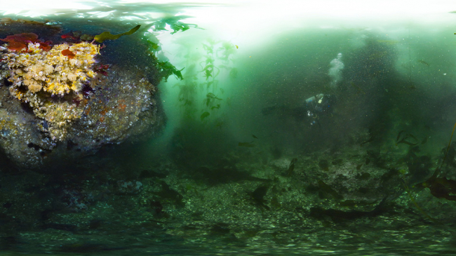 A diver at the Olympic Coast National Marine Sanctuary.