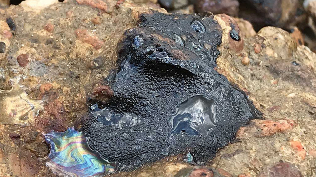 An oiled rock along the shoreline near New Orleans.