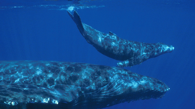 Humpback whale and calf.