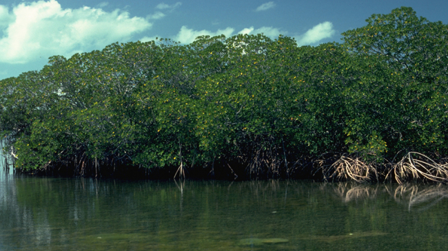 Mangroves.