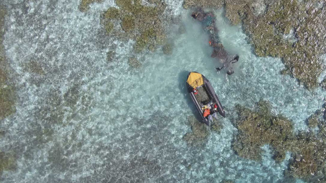 NOAA divers remove a net from the reef at Pearl and Hermes Atoll.